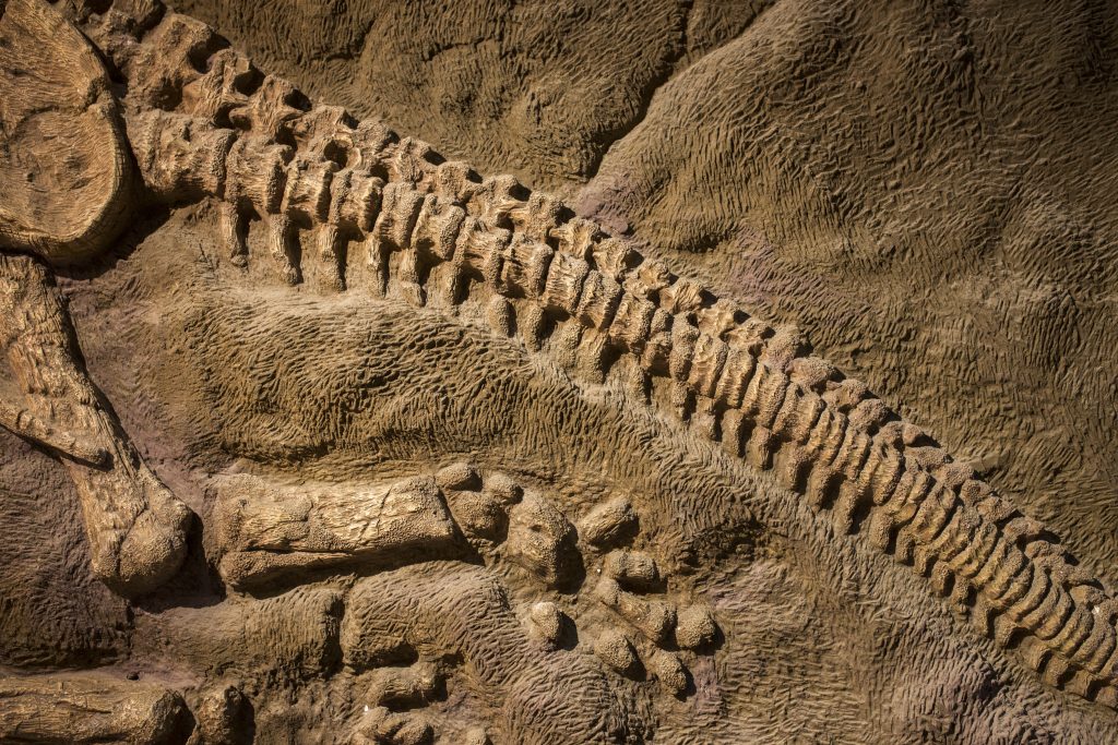 Fossile de dinausore histoire naturelle